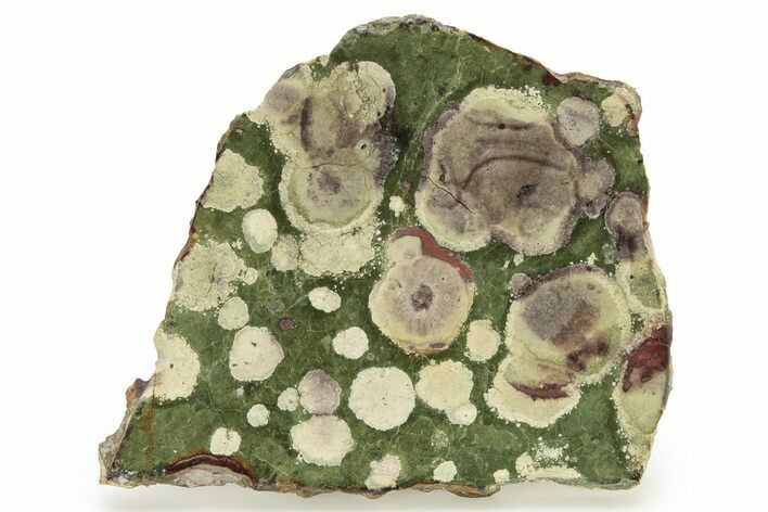 Polished Lily Pad Jasper Slab - Oregon #265631